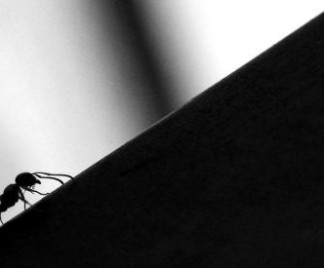 ant 560x275