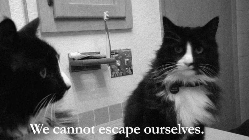 Lighten Up: Existential French Cat