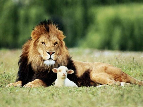 lion lamb lion lamb