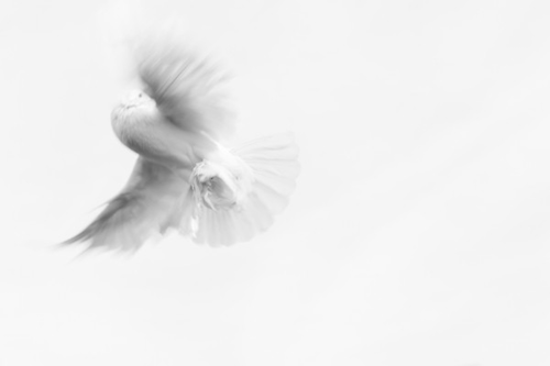 dove-pigeon-innocence-purity-jpg