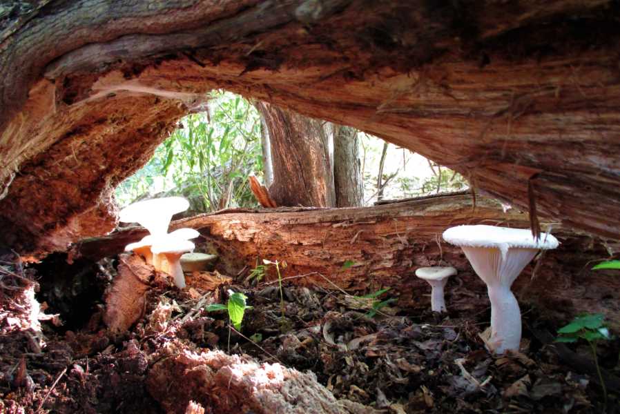 Mushrooms inside a Fallen Tree